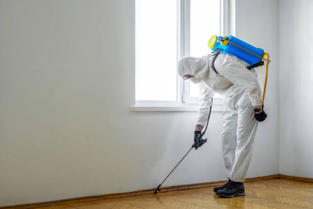 Best Flea Control Services  in Jonesboro, AR