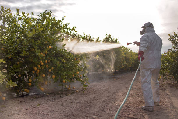 Best Local Pest Control Services  in Jonesboro, AR